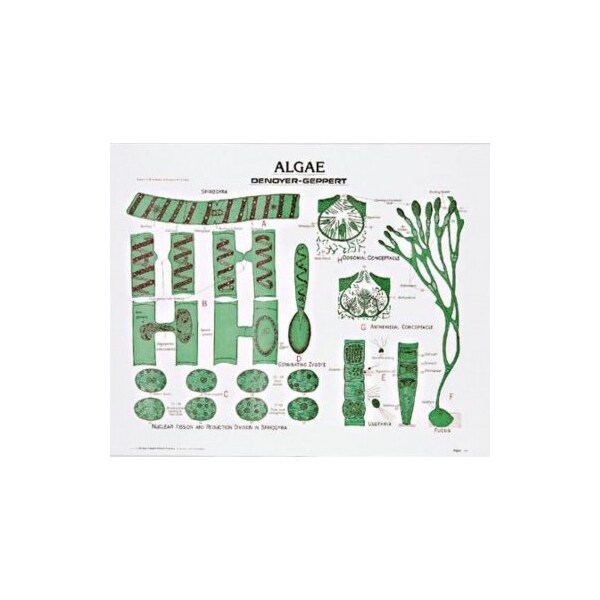 Charts/Posters, Green & Brown Algae Chart Mounted